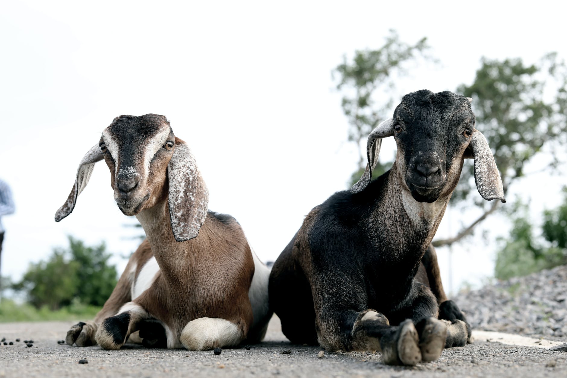 two brown and black goats