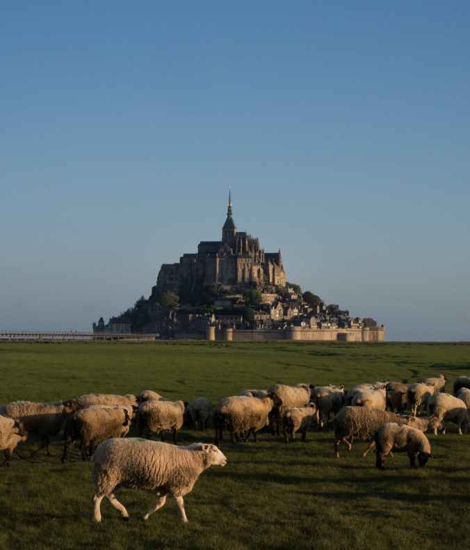 herd of sheep on grassland