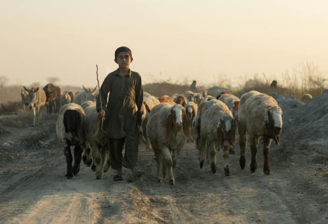 young shepherd leading herd